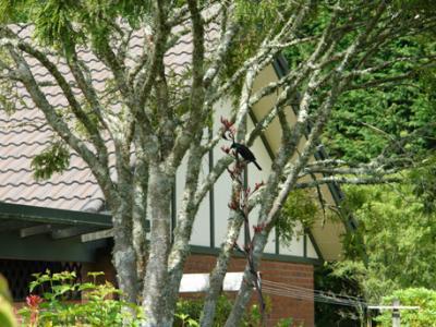 Clover Downs Homestead 로토루아 외부 사진